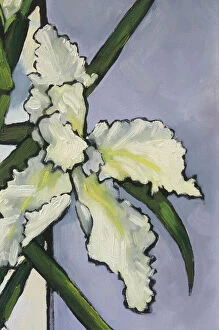 Judi Parkinson Artworks Collection: Painted White Iris