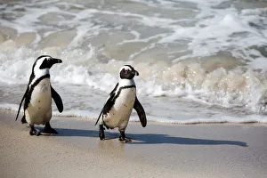 A Pair of African Penguins Walking on the Shore at Boulders Beach near Simons Town, South Africa A Pair of African Penguins Walking on the Shore at Boulders Beach near Simons Town, South Africa