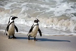 A Pair of African Penguins Walking on the Shore at Boulders Beach near Simons Town, South Africa