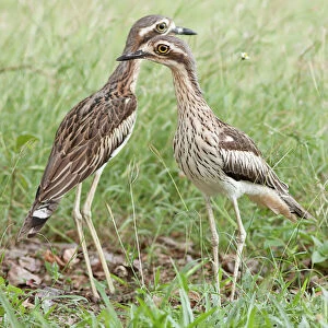 Louise Denton Collection: Pair of curlews