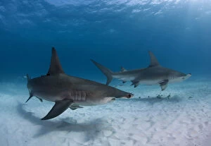 Images Dated 10th January 2016: Pair of great hammerhead sharks