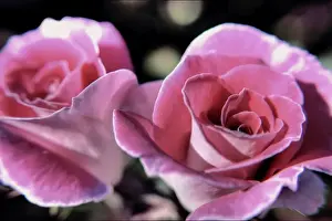 Rose Flower Prints: A Pair of Pink Roses