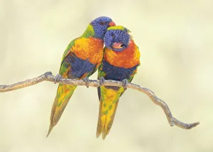 A pair of rainbow lorikeets (Trichoglossus moluccanus) grooming each other while perched A pair of rainbow lorikeets (Trichoglossus moluccanus) grooming each other while perched