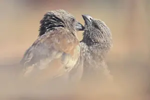 Kristian Bell Photography Prints: Pair of wild apostle birds (Struthidea cinerea) grooming in tender behaviour moment