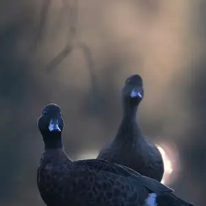 Wings Prints: A pair of wild Chesnut Teal (Anas castanea) backlit in morning light with atmospheric fog and overhanging branches