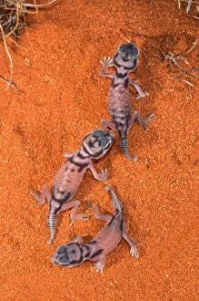 Gecko Collection: Pale Knob-tailed Gecko babies