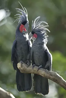 Palm Cockatoos, pair / (Probosciger atterimus)