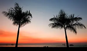 Palm tree sunset