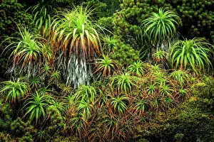 Pandani at Eastern Arthur Range, Southwest Tasmania