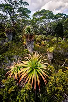 Pandani Grove at mt Rufus Track in Lake St Clair National Park, Tasmania