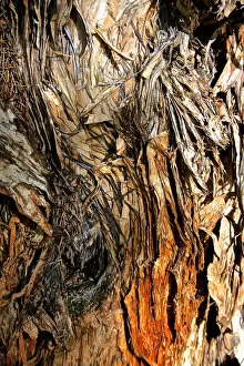 Images Dated 16th May 2014: Paper Bark