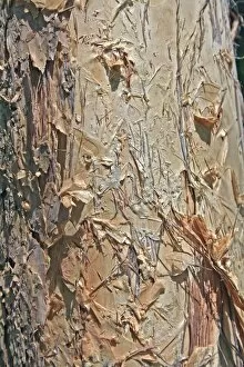 Images Dated 16th May 2014: Paper Bark Textures