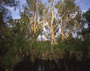 Natphotos Collection: Paperbark Trees in Pentecost River, Kimberley, Western Australia