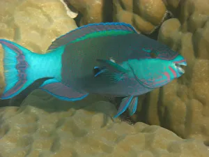 Parrot fish in Great Barrier Reef Parrot fish in Great Barrier Reef