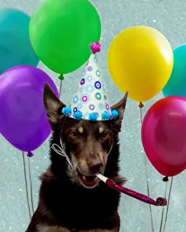 <b class=qtipBold><figcaption>Party animal</figcaption></b><br>An Australian Kelpie with party hat on and party blower in mouth, surrounded by balloons Party animal