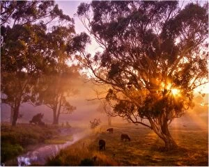 Images Dated 28th March 2008: A pastural dawn on a back road just outside Paradise, near Sheffield, Central Tasmania