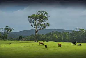 Pastural scene near Walkers hill, Flinders Island, Bass Strait, Tasmania