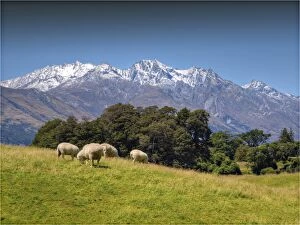 Images Dated 24th January 2014: Pastural view near Glenorchy, South Island, New Zealand