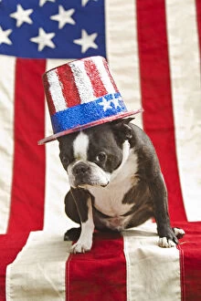 Images Dated 3rd July 2015: Patriotic Boston terrier dog in hat posing with American flag