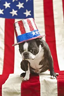 Patriotic Boston terrier dog in hat posing with American flag
