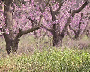 Peach orchard tree Peach orchard tree