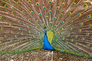 Feather Prints: Peacock attraction