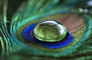 Feather Prints: Peacock feather