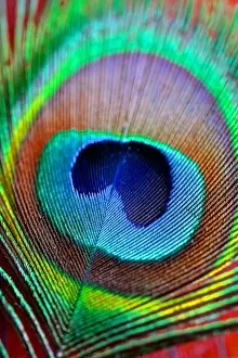 Images Dated 25th January 2016: Peacock Feather
