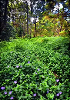 Images Dated 2010 December: Pegarah forest, King Island, Bass Strait, Tasmania