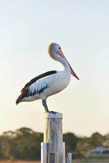 Pelican Prints: Pelican