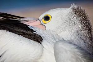 Pelican in Australia