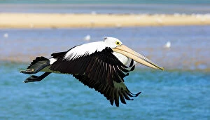 Images Dated 28th October 2017: Pelican in flight