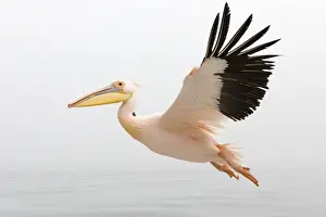 Reserve Prints: Pelican in Flight close up with steady wings approaching landing