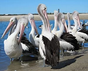 Pelican Collection: Pelican Group Preening