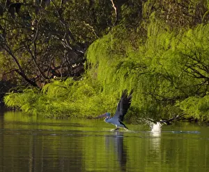 Landing Prints: Pelican landing
