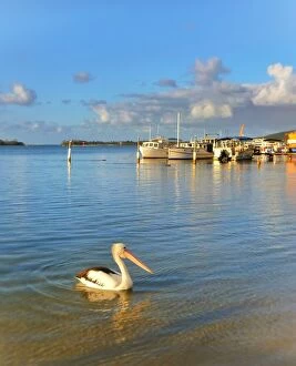 Images Dated 23rd May 2014: Pelican in the Noosa River