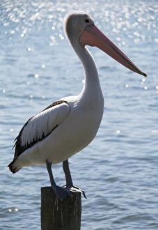 Images Dated 25th April 2014: A pelican perched on a piling on the water
