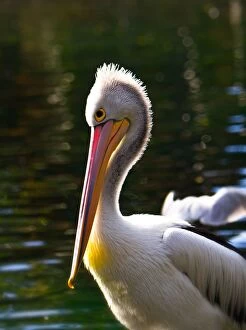 Images Dated 1st June 2014: Pelican Portrait