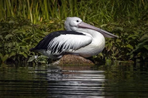 Pelican Collection: Pelican sitting on a rock reflected onto the water. (Pelecanus conspicillatus)