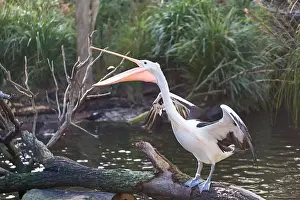 Pelican Standing on Tree Feeding On Fish
