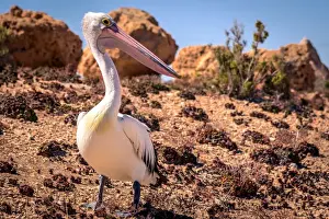 Pelican Prints: Pelican at Streaky Bay, South Australia