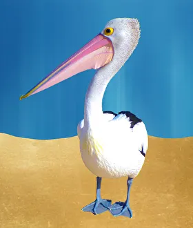 pelican world