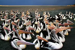 Sea Bird Prints: Pelicans at The Entrance, Central Coast
