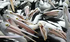 Pelicans fighting