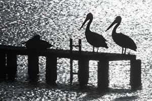 Images Dated 5th January 2013: Pelicans on a jetty. Coffins Bay. South Australia