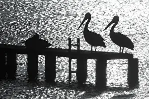 Pelicans on a jetty. Coffins Bay. South Australia