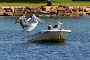 Images Dated 9th November 2018: Pelicans at Sea Resting on a Boat