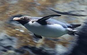 Images Dated 6th May 2014: Penguin swimming