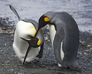 Penguin Prints: Penguins head over heels in love