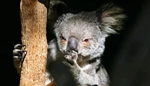 Images Dated 3rd December 2014: Pensive koala